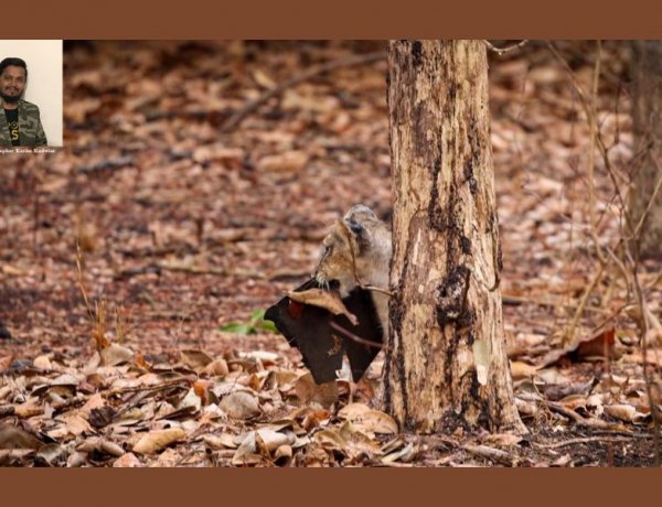 The Dangers of Plastic: A Lesson from Asiatic Lion Cubs By wildlife Photographer Karim Kadiwar