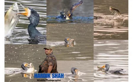Bombay-based Wildlife Photographer Hardik Shah Captures Majestic Cormorant in Keoladeo Bird Sanctuary