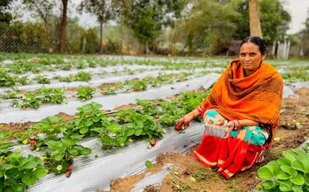 Vedanta’s 'Project Sangam' empowers Kalahandi farmers through strawberry cultivation