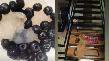 Police Clear Threat at Trisha Krishnan’s Residence After Search Operation